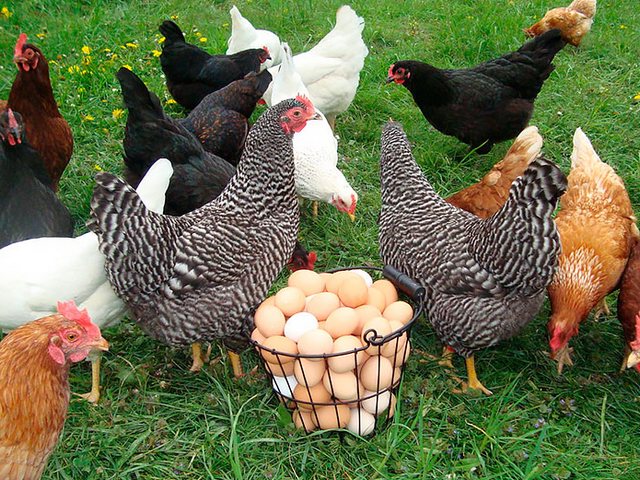 Содержание кур и уход за ними | ЗооТом - продажа, вязка и услуги для животных в Верхнем Уфалее