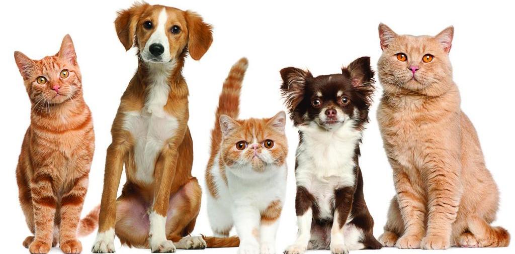 Доска объявлений о животных | ЗооТом - продажа, вязка и услуги для животных в Верхнем Уфалее