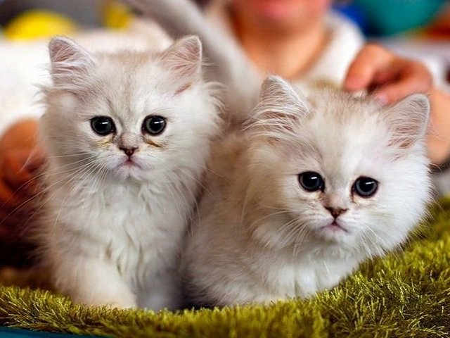 Породы кошек в Верхнем Уфалее | ЗооТом портал о животных