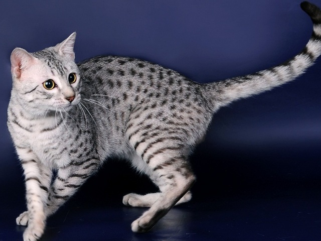 Породы кошек в Верхнем Уфалее | ЗооТом портал о животных