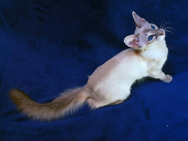 Выведенные породы кошек в Верхнем Уфалее | ЗооТом портал о животных