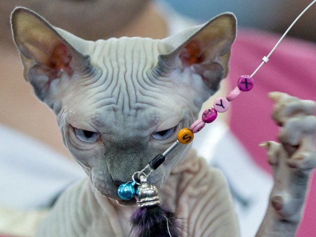 Выставки кошек в Верхнем Уфалее | ЗооТом портал о животных