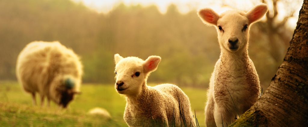 Объявления о сельскохозяйственных животных | ЗооТом - продажа, вязка и услуги для животных в Верхнем Уфалее