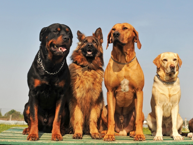 Крупные породы собак в Верхнем Уфалее | ЗооТом портал о животных