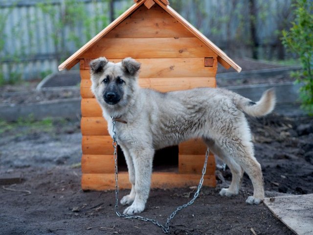 Все о собаках в Верхнем Уфалее